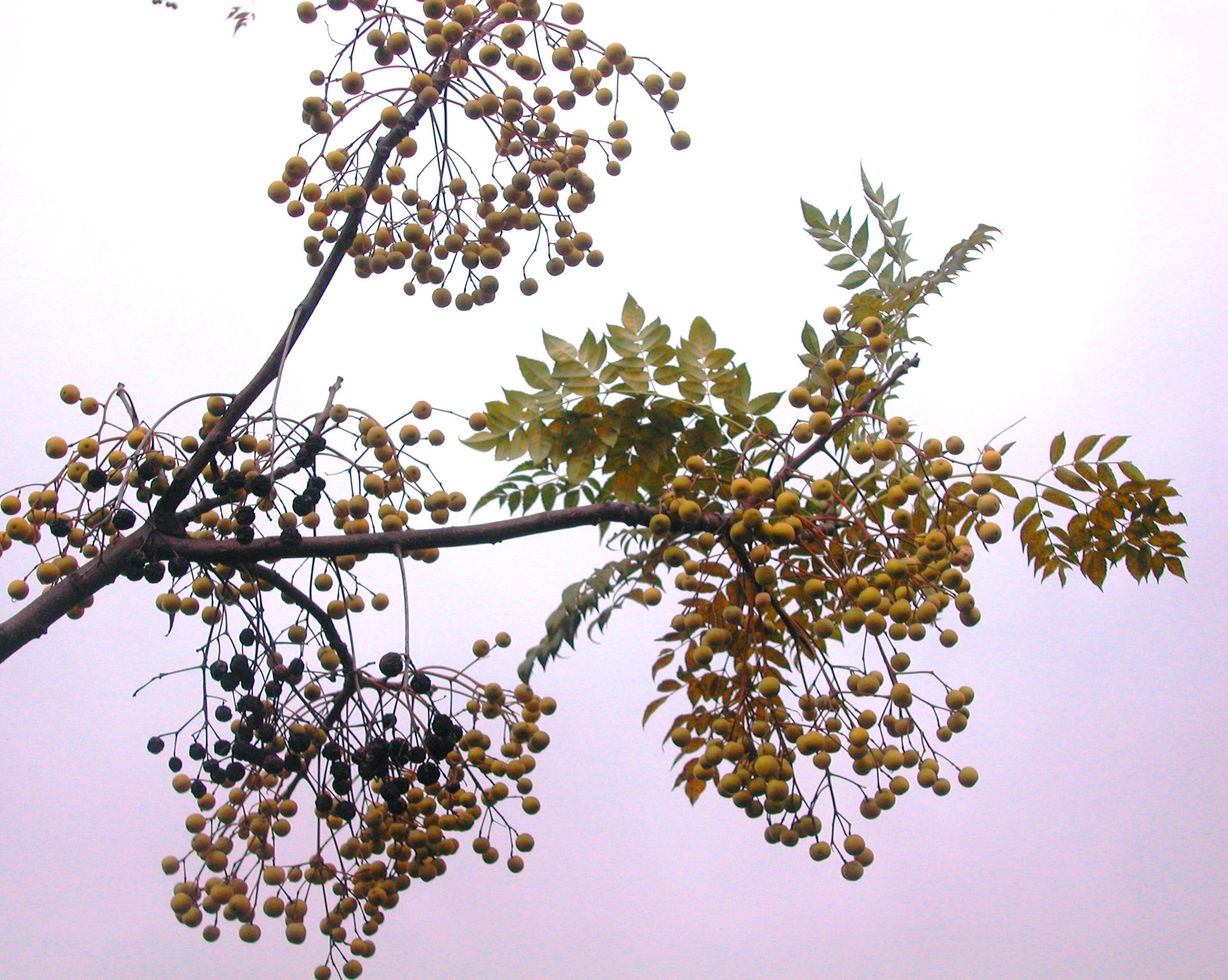 merino guinea pig breeders